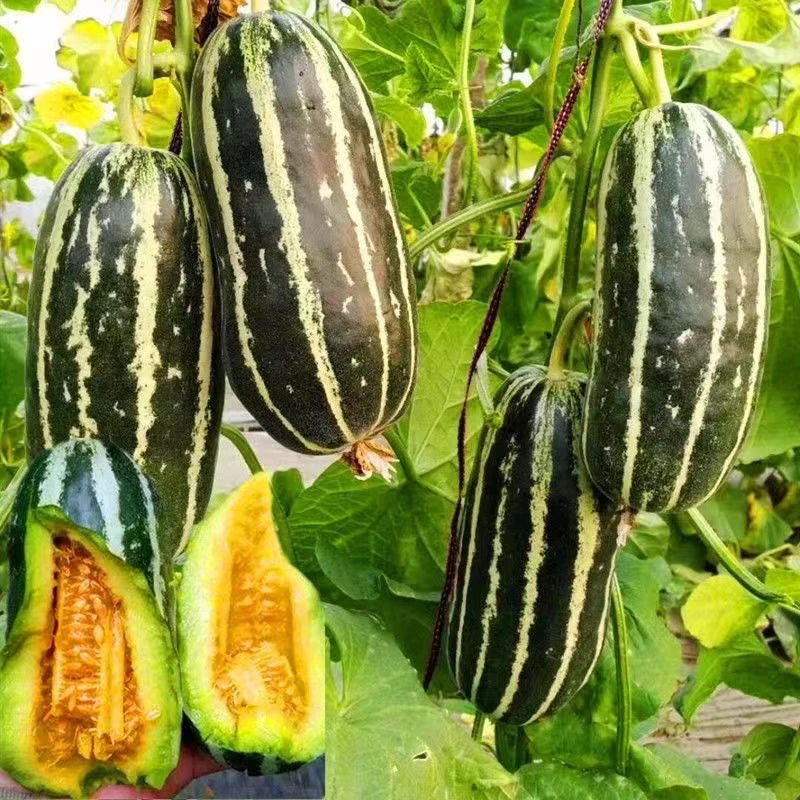 【春播特惠】【甜掉牙】甜掉牙甜瓜籽种四季种植高产香瓜籽