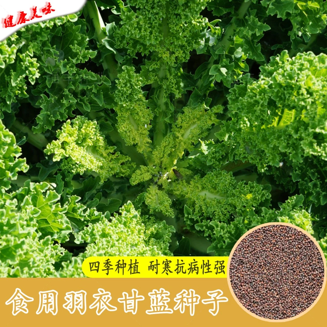 【春播特惠】【羽衣甘蓝】羽衣甘蓝蔬菜种子食用甘蓝蔬菜种