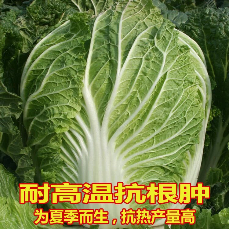 【春播特惠】【夏阳白菜】夏阳大白菜种子夏季越夏抗热50天