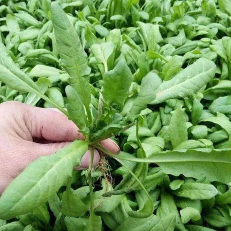 【春播特惠】【大叶荠菜】荠菜种子野生荠荠菜大叶野菜种籽