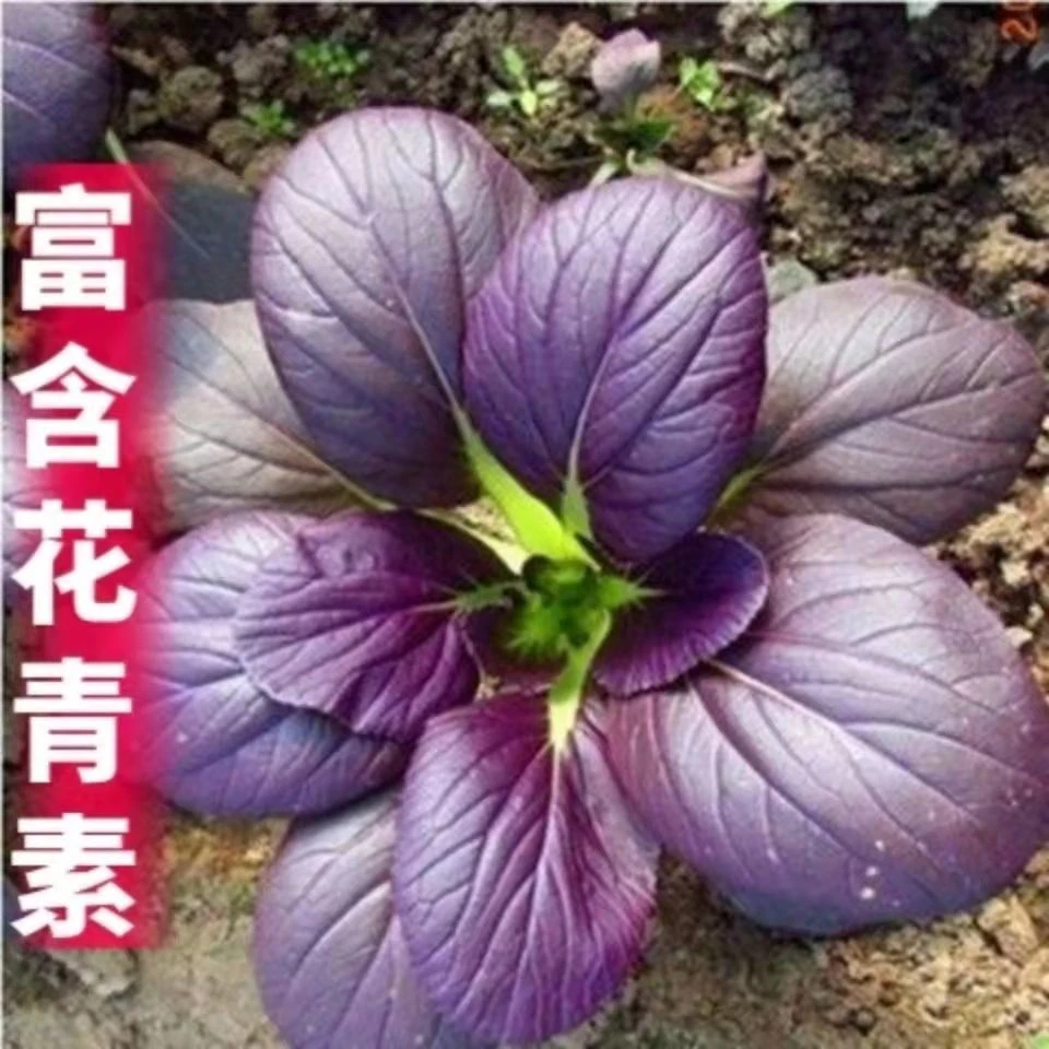 【春播特惠】【紫罗兰菜】超耐热紫罗兰原裝种籽紫小白菜