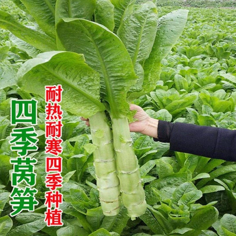 【春播特惠】【尖叶莴笋】莴苣种子莴笋种籽四季阳台种孑蔬