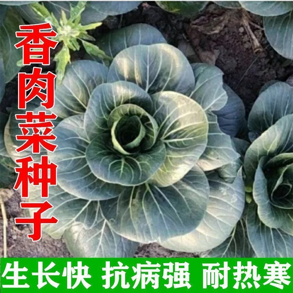 【春播特惠】【香肉菜】台湾香肉菜种子耐寒耐热春秋四季播