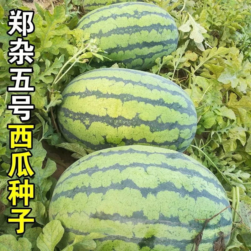 【春播特惠】【郑杂西瓜】郑杂五号西瓜种巨型卡其8号懒汉