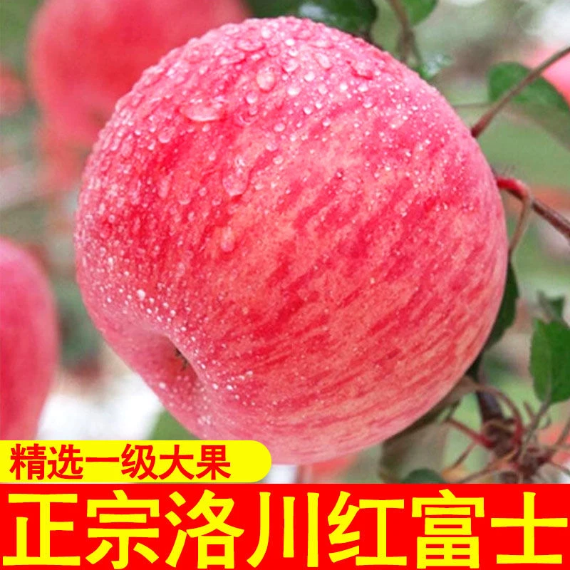 【2025年新果】陕西洛川红富士苹果5斤/9斤装产地直发