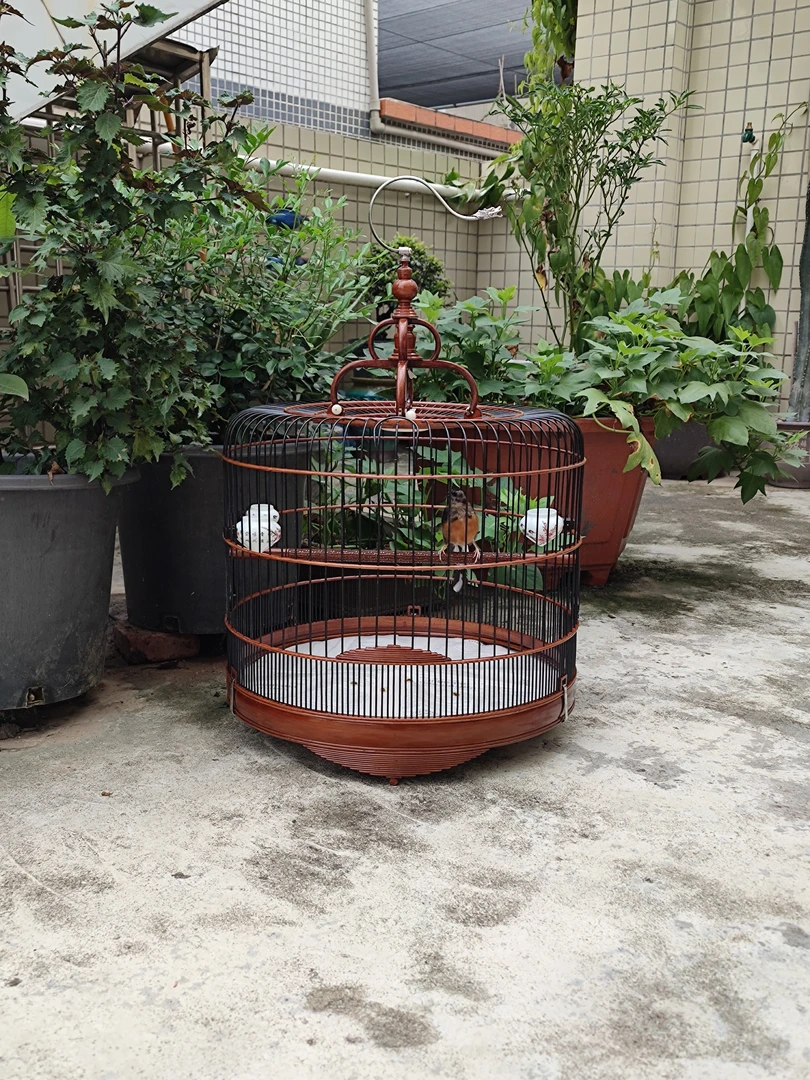 43/46车载式矮装黑枝生漆长尾四喜鸟笼蓝雀松鸦噪鹛鹩哥地鸫大笼