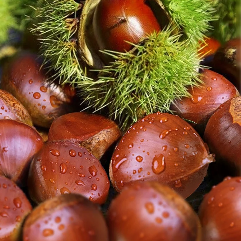 阿妹农家优品】湘西大山里的农产品 新鲜板栗