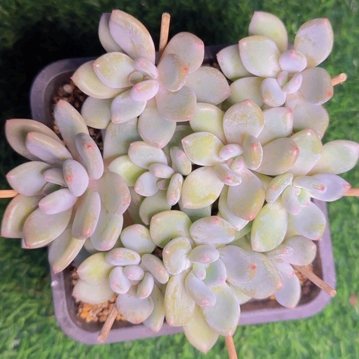 默*&默默福利真舞11111111