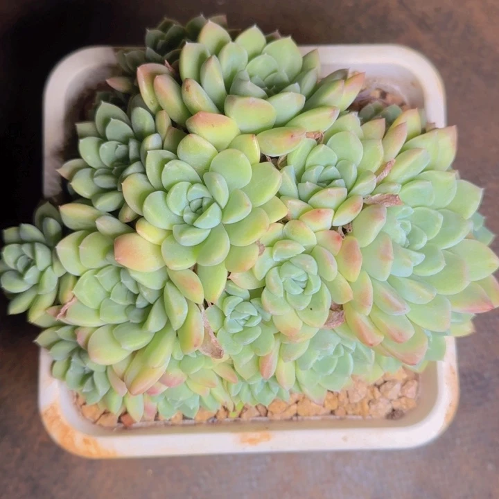 奶油福利1111111111111