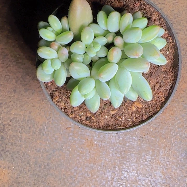 白兰地福利111111111111