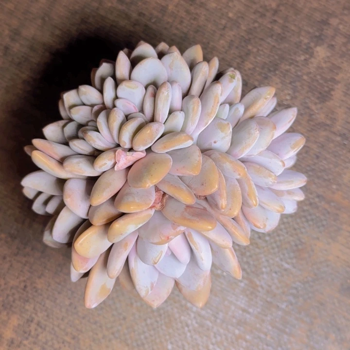 粉兔福利1111111111