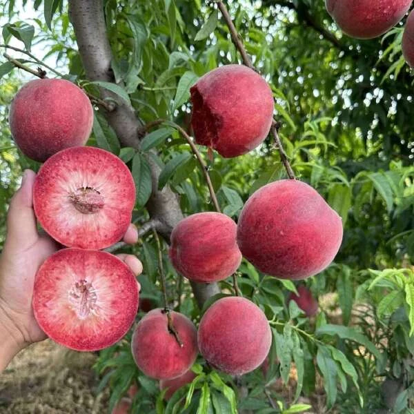 果树果 嫁接桃树苗特大果血桃苗当年结果毛蟠桃树苗嫁接冬桃树苗