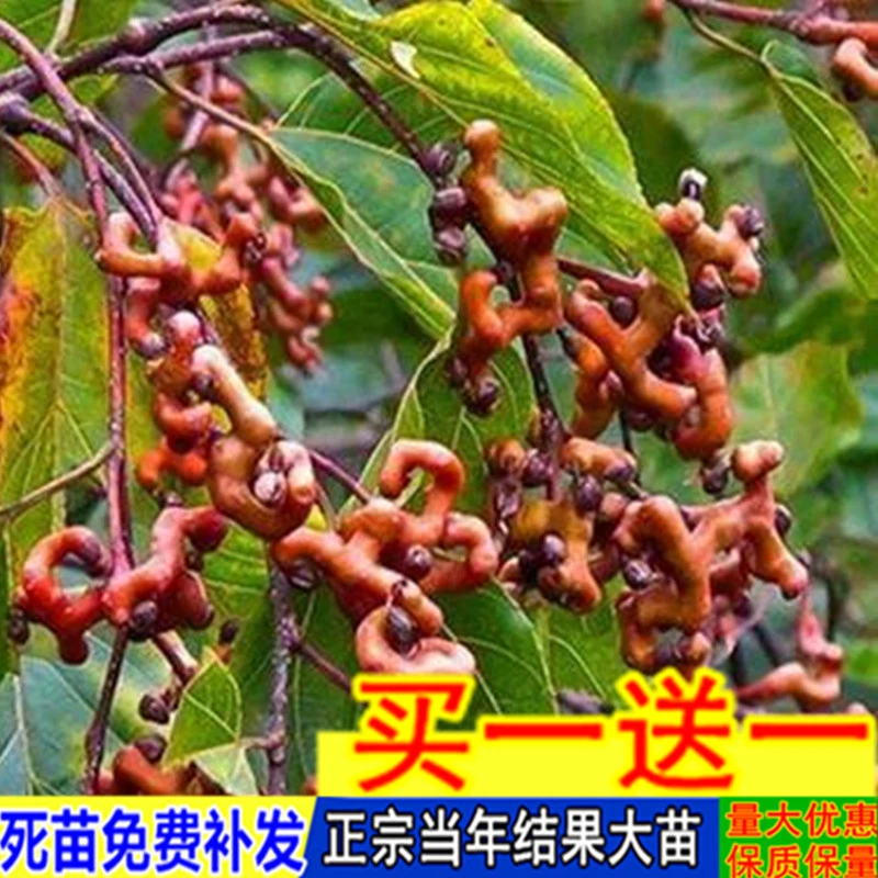 拐枣树苗 万寿果苗 鸡爪梨苗金钩子 鸡爪子 大甜品种接果树苗