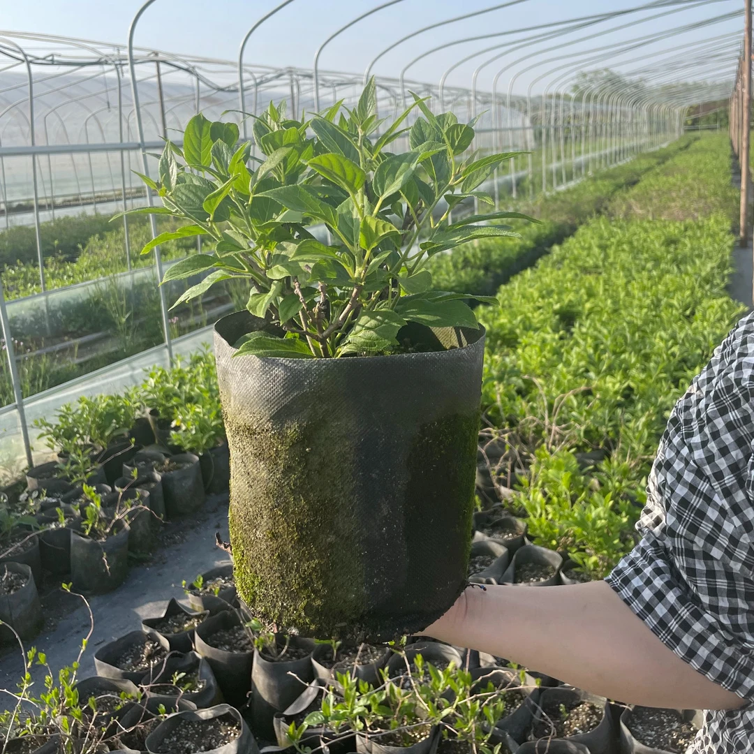 对版依赛软枣猕猴桃苗带花苞带盆发货南北方种植盆栽地栽猕猴桃苗