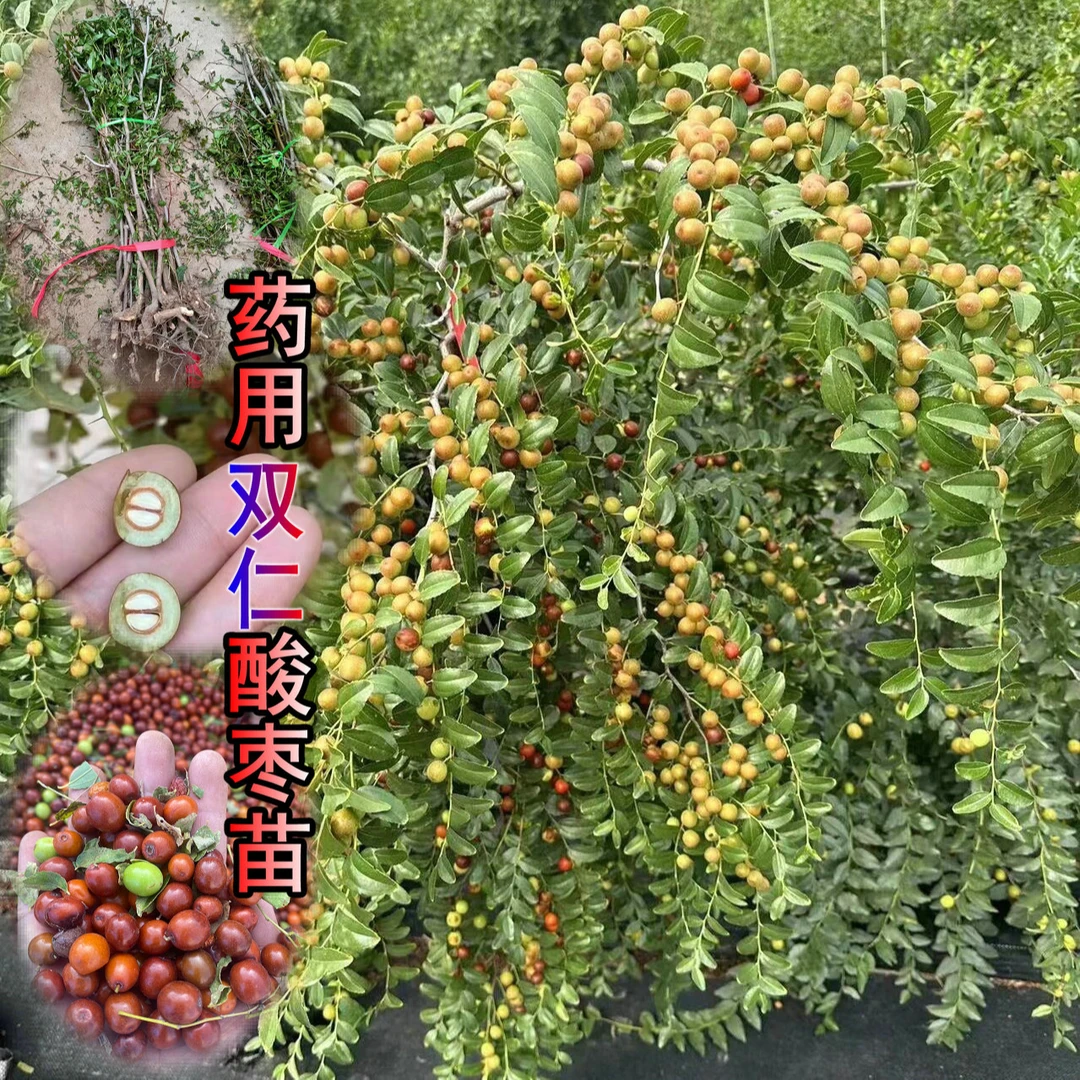 酸枣树苗双仁酸枣苗正宗药用免嫁接山枣苗野生零食酸甜可口盆栽