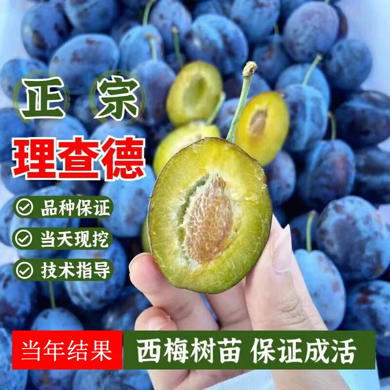 带土西梅树苗特大盆栽地载当年结果南方北方种植西梅李子果树苗