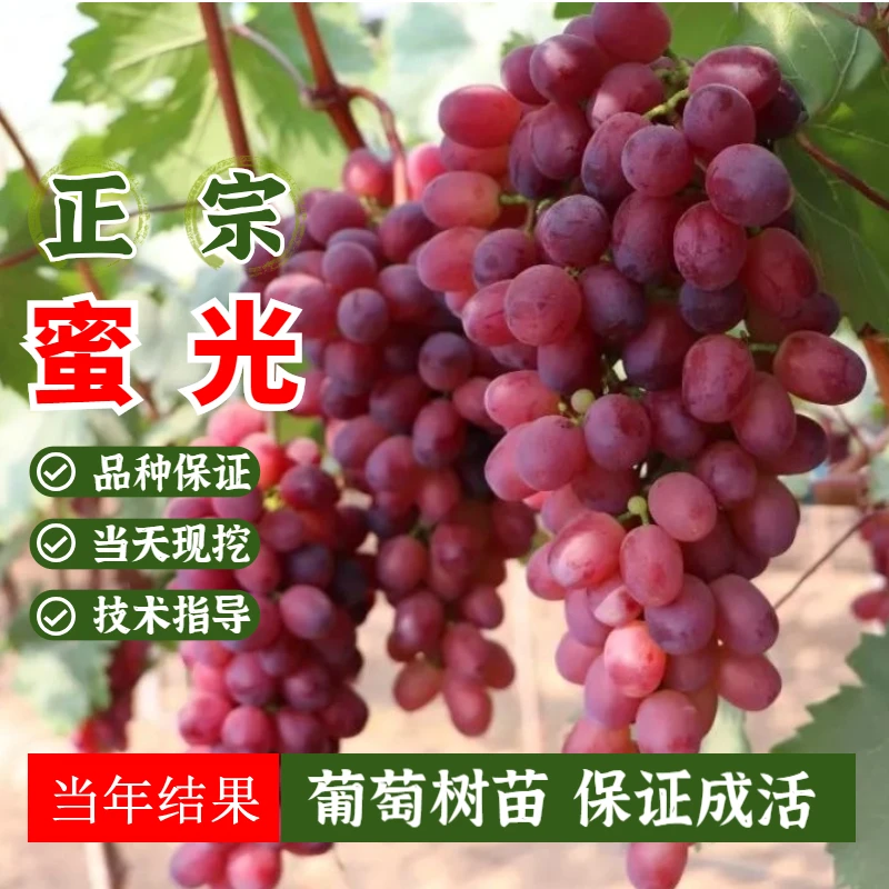蜜光葡萄苗果树苗北方南方种植庭院爬藤地栽盆栽葡萄树苗当年结果