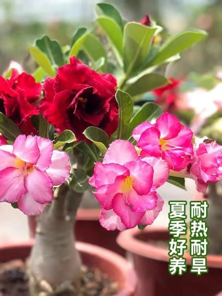 开花沙漠玫瑰盆栽重瓣带花苞老桩盆景室内阳台
