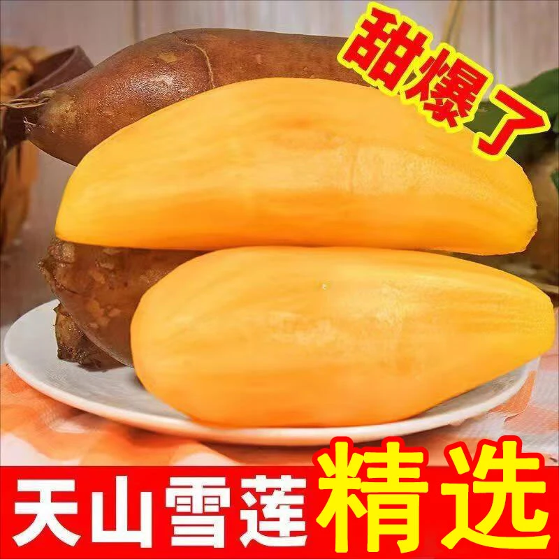 云南新鲜特产雪莲果现挖水果云南特产雪莲果整箱
