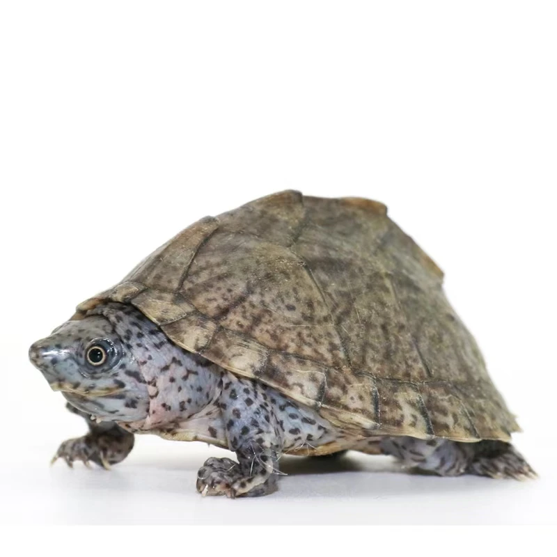 直播间挑选宠物龟观赏龟链接（不支持单拍，请勿乱拍）