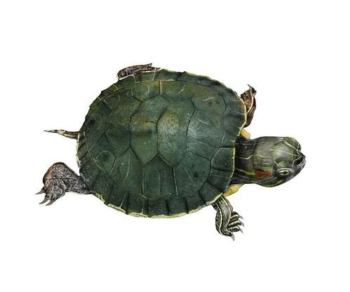 活体石金钱禄仔