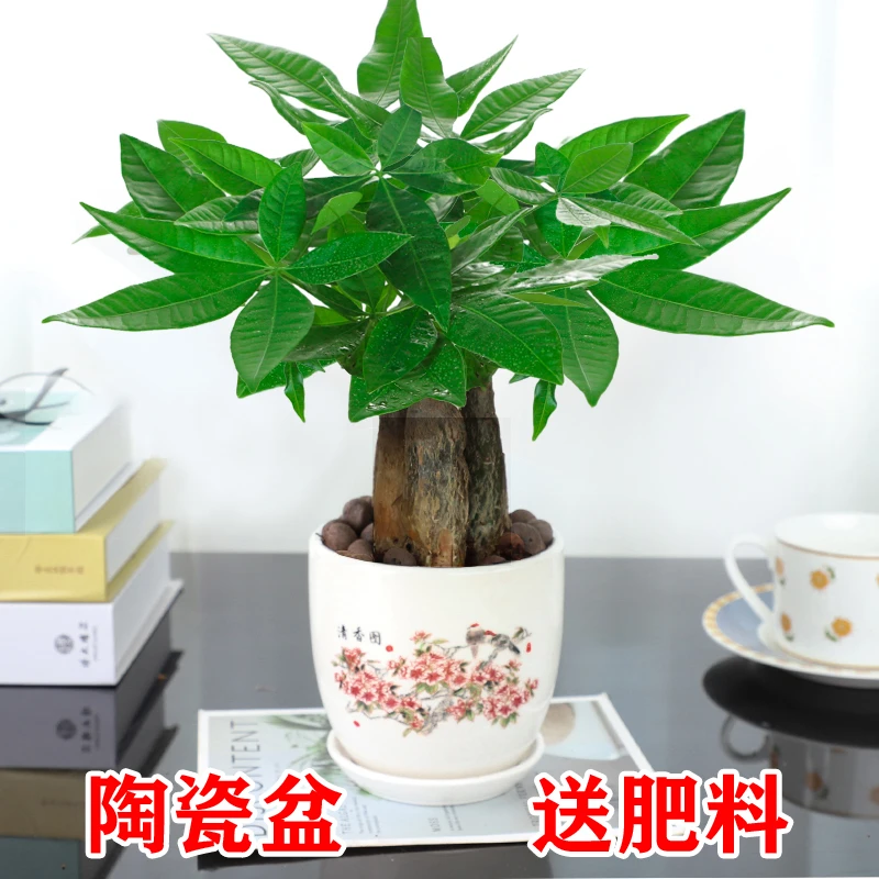 发财树盆栽植物花卉绿植陶瓷花盆办公室内盆栽净化空气好养易养