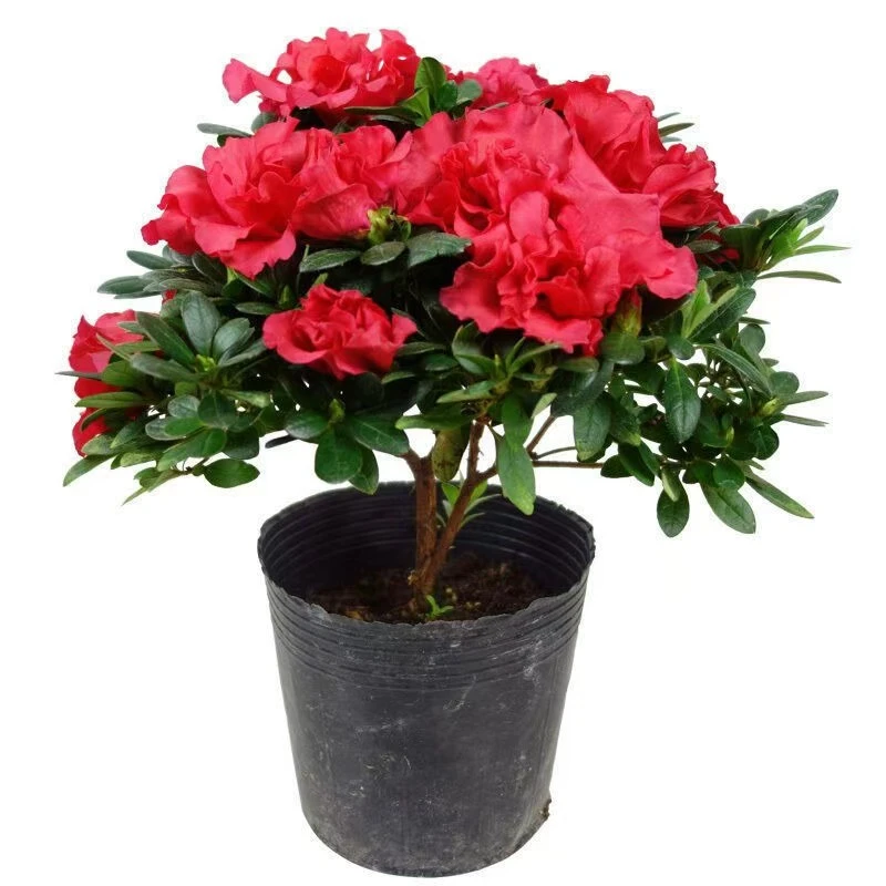 【带花苞原土】杜鹃花苗盆栽花卉植物室内外客厅阳台绿色植物盆景