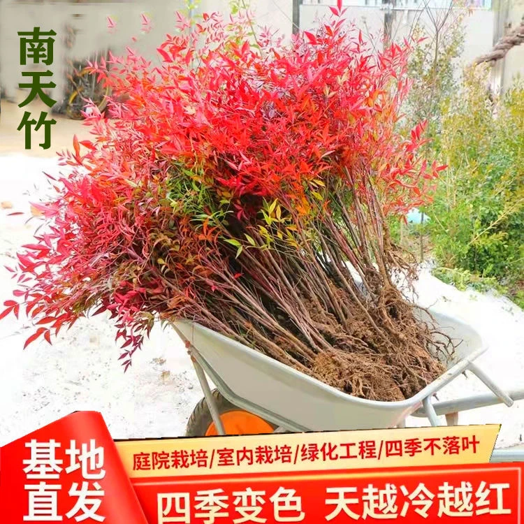 南天竹盆栽盆景绿化苗木室外庭院耐寒植物树苗南天竺红天竹蓝天竹