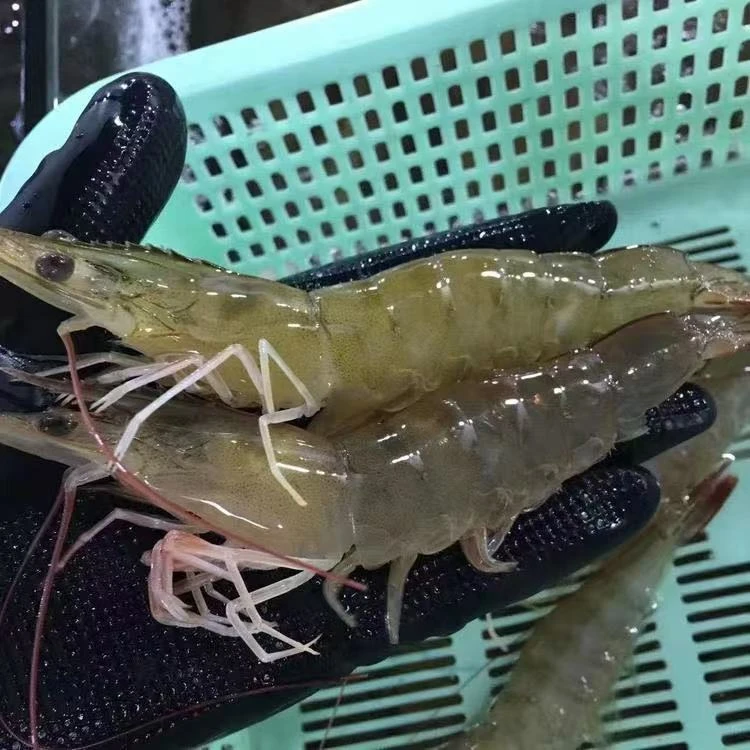 全活虾500g