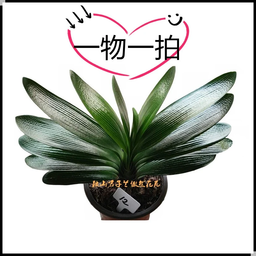 一物一拍直播专用 鞍山精品暴龙君子兰包邮 擅拍将随机发货