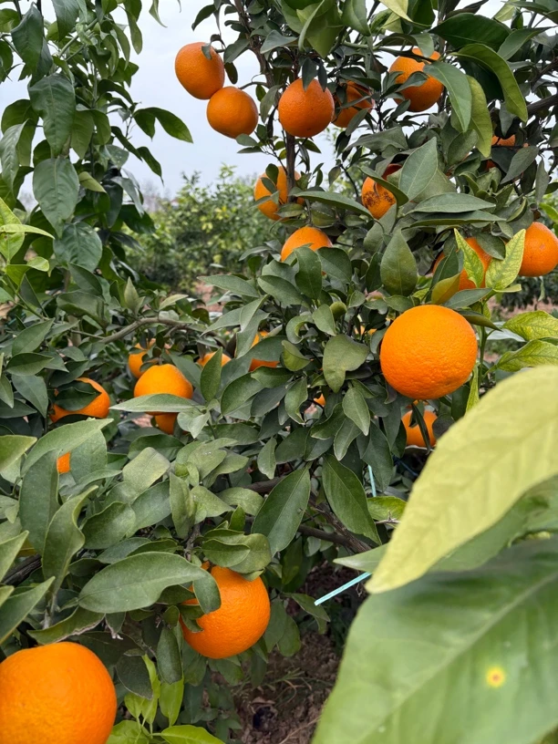 湖北荆州果冻橙现摘现发