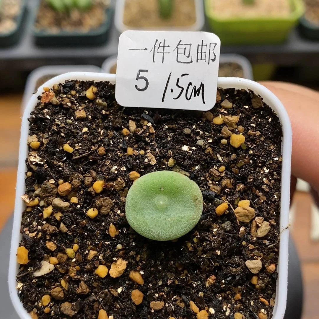毛饼5号1.5厘米肉锥