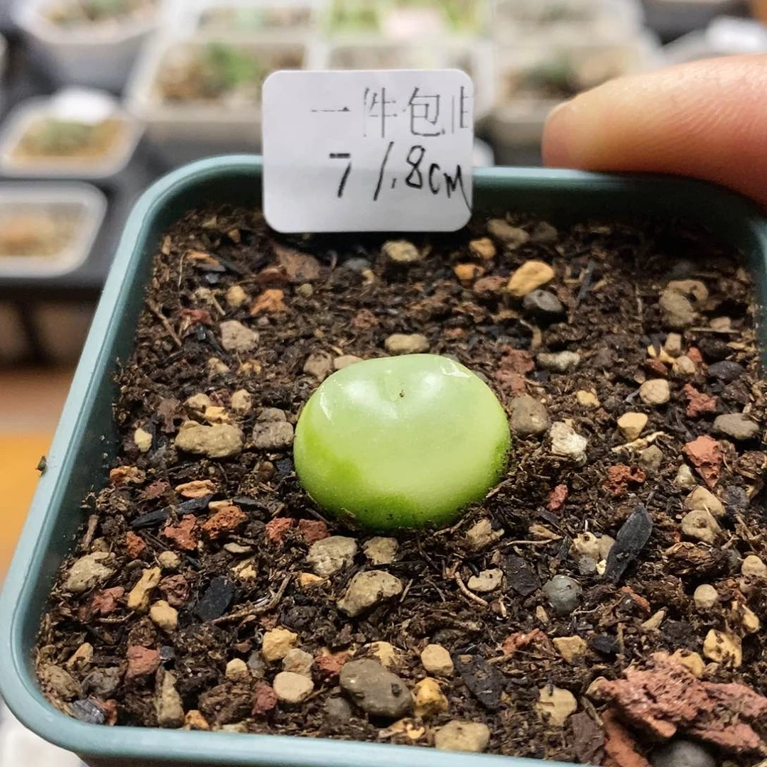 多肉植物拉登7号