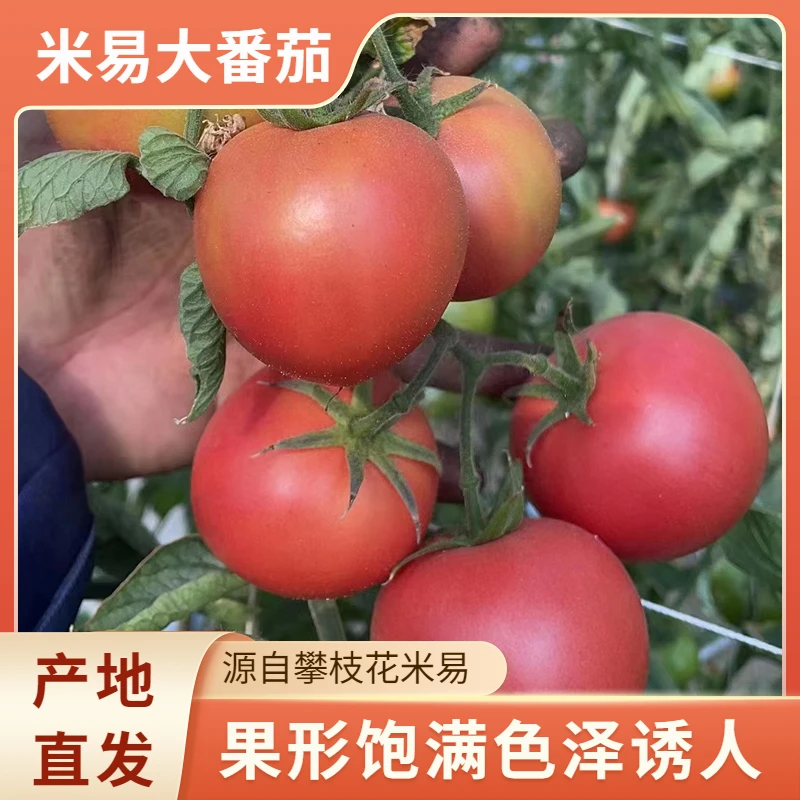 四川攀枝花农家自种大番茄5斤特惠包邮生吃熟吃皆可营养蔬菜爆汁
