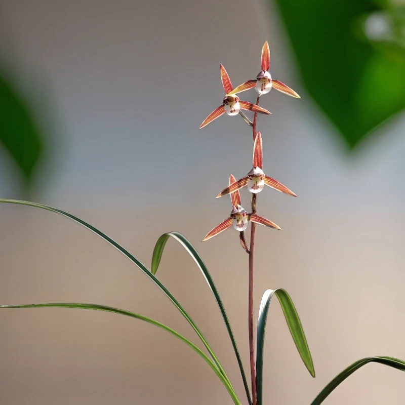兰花产区基地精选兰花苗春兰建兰寒兰蕙兰浓香带花苞花卉绿植盆景