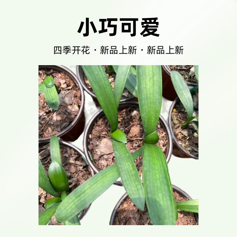 精品绿花君子兰小苗单棵 花卉绿植盆栽