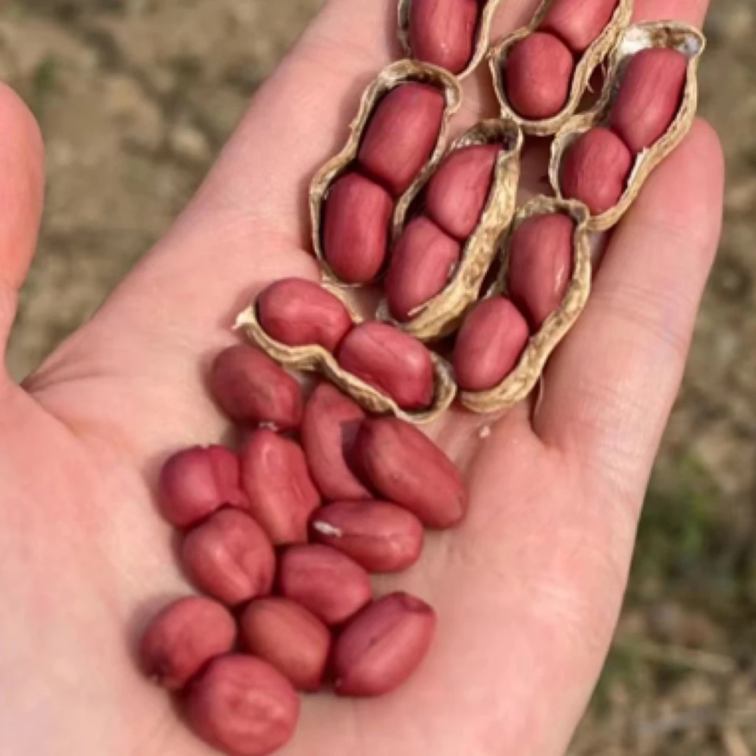 现收山货农家新红花生