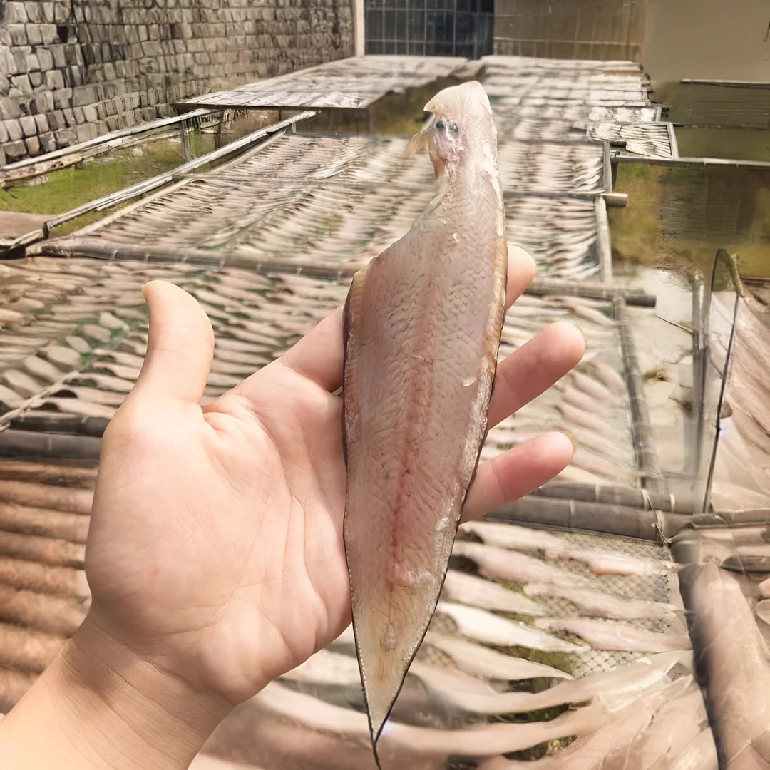 碣石淡干龙舌脯9成干深海特级纯天然高品质淡干新货上市