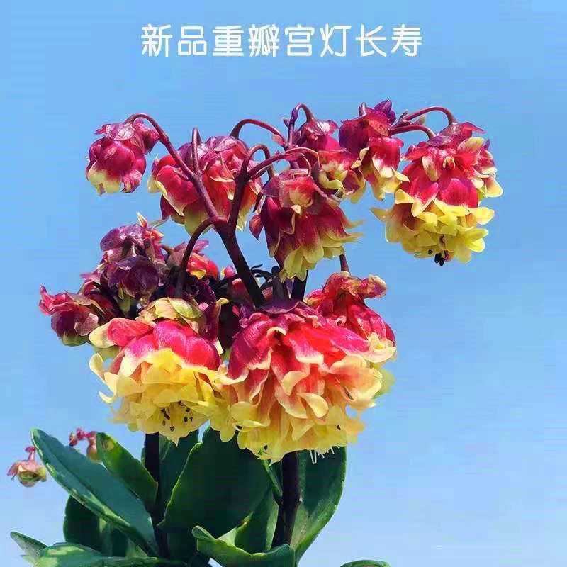 (带花苞)宫灯长寿花盆栽重瓣长寿花大花植物室内阳台花卉灯笼花