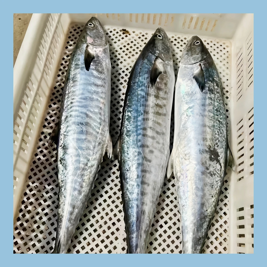 【马鲛仔海产】9斤正宗马鲛鱼 整条切片新鲜速冻 顺丰包邮 博贺港