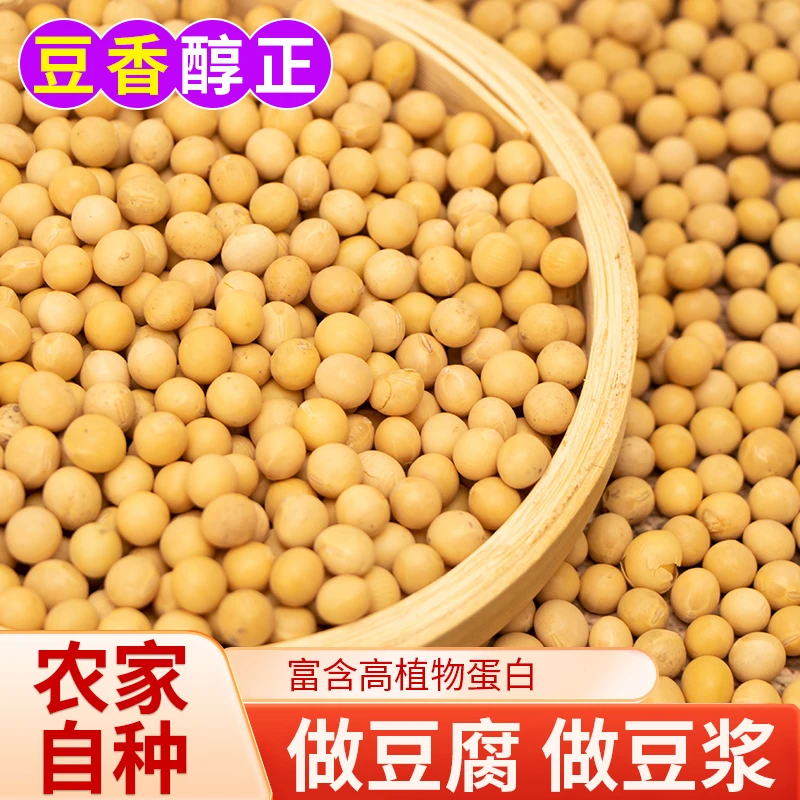 精选黄豆豆香醇正优选粗粮打豆浆入口清香浓郁豆香农家自种好黄豆