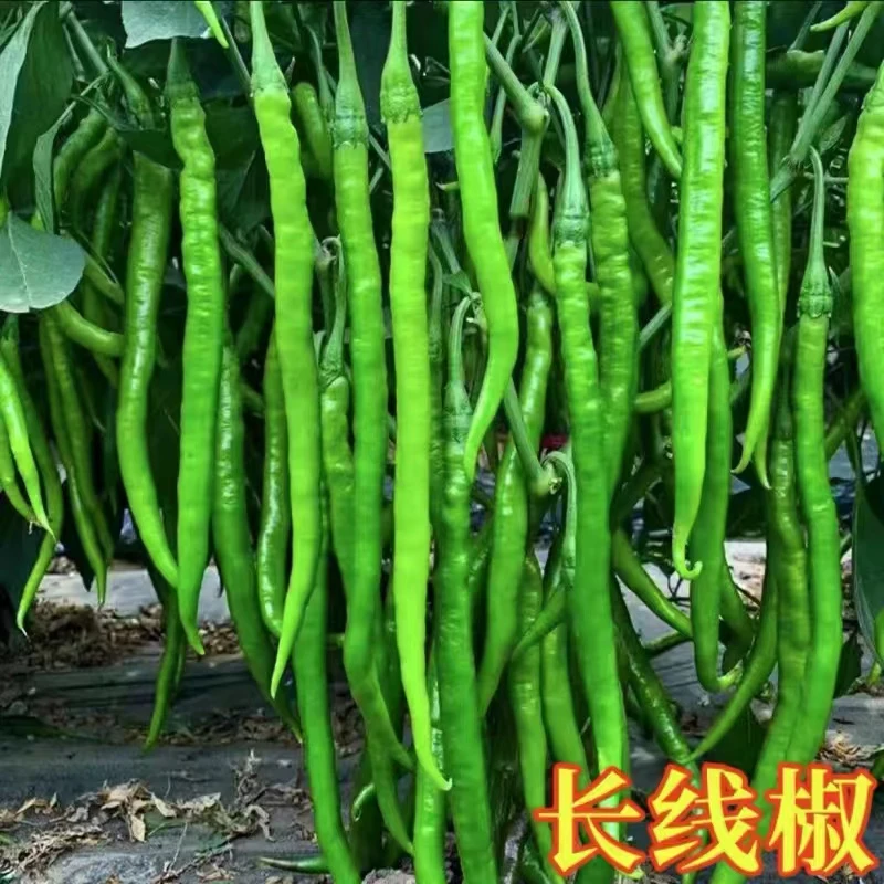 精品A级长线椒苗【中辣】（带土发货）
