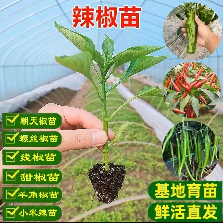 各种优质辣椒番茄蔬菜苗【带土发货】