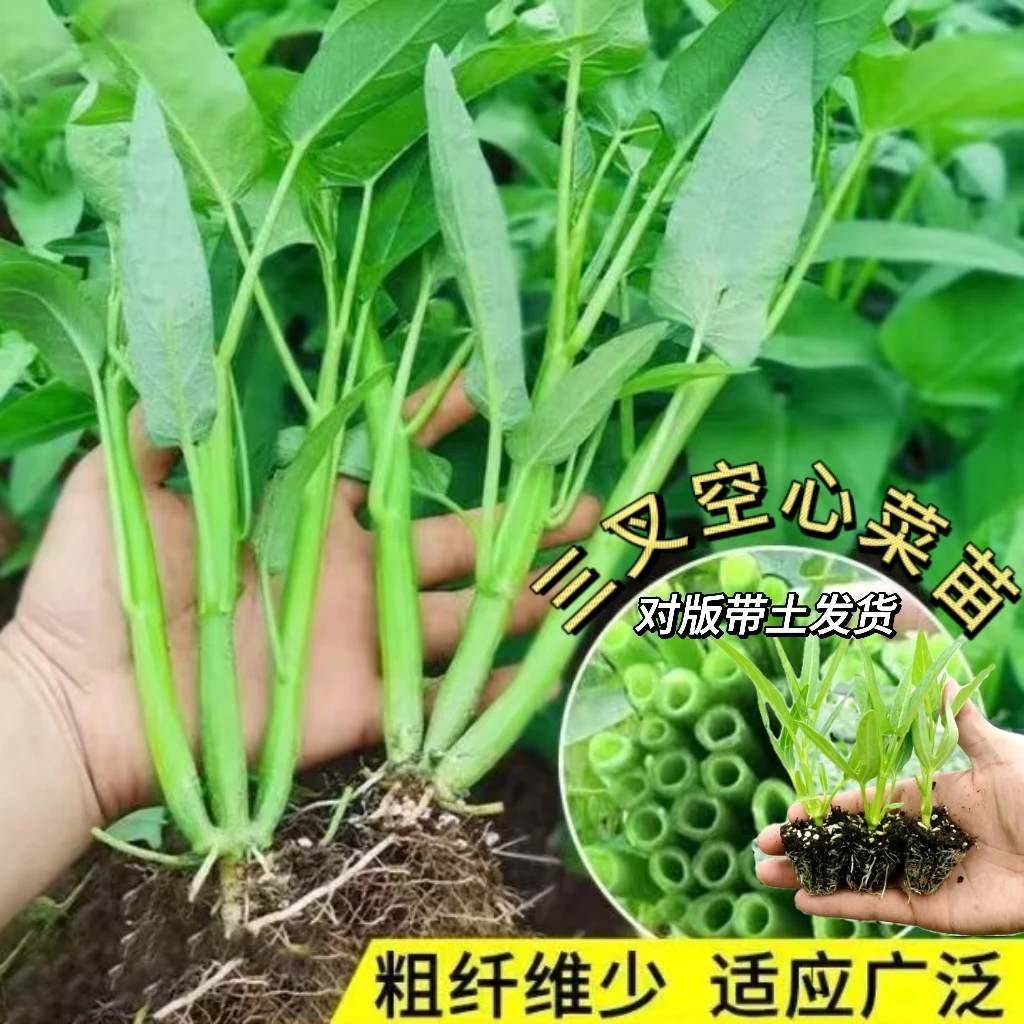 优质三叉空心菜苗【带土发货】