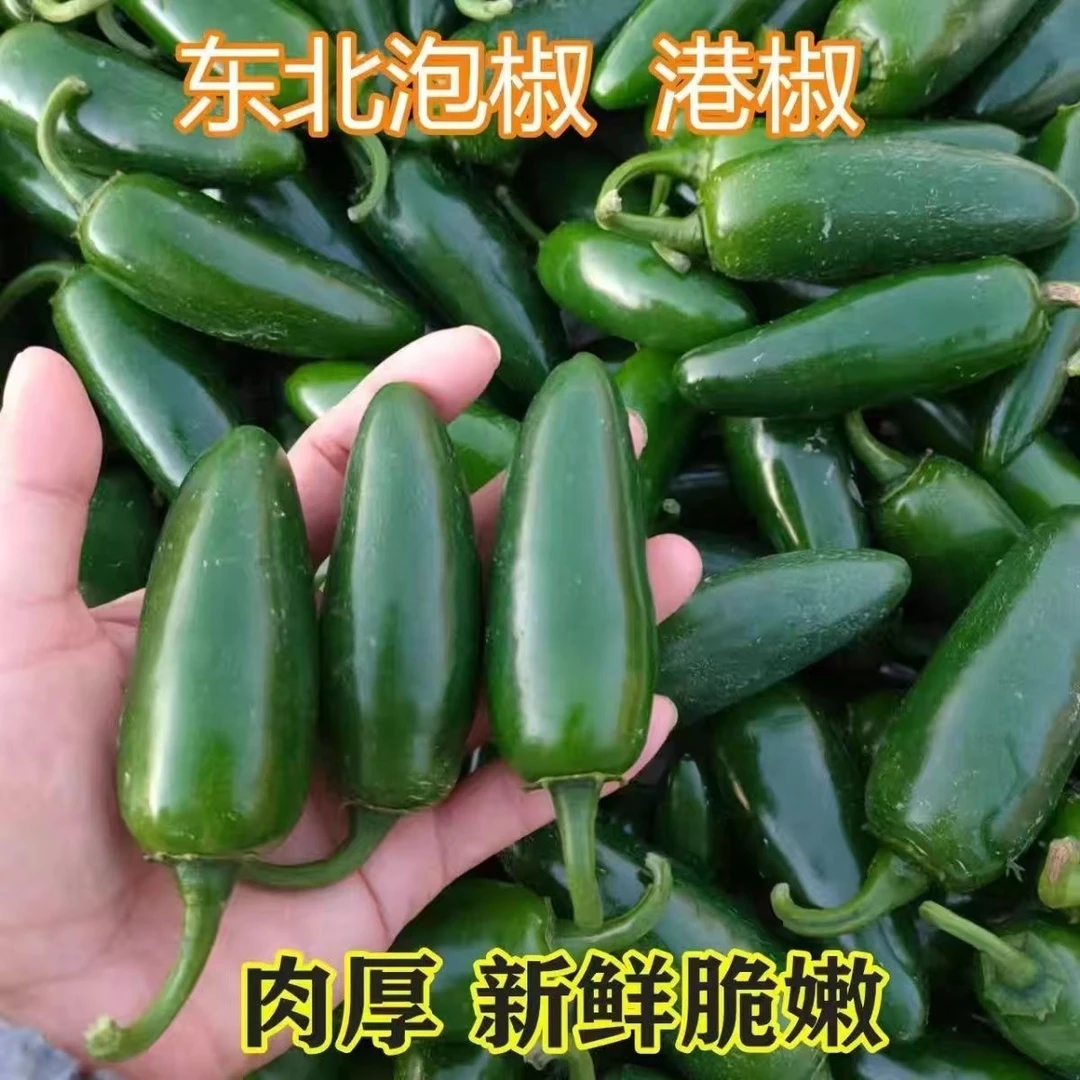 东北港椒泡椒5斤新鲜蔬菜腌制辣椒咸菜港椒1斤肉厚港椒辣椒
