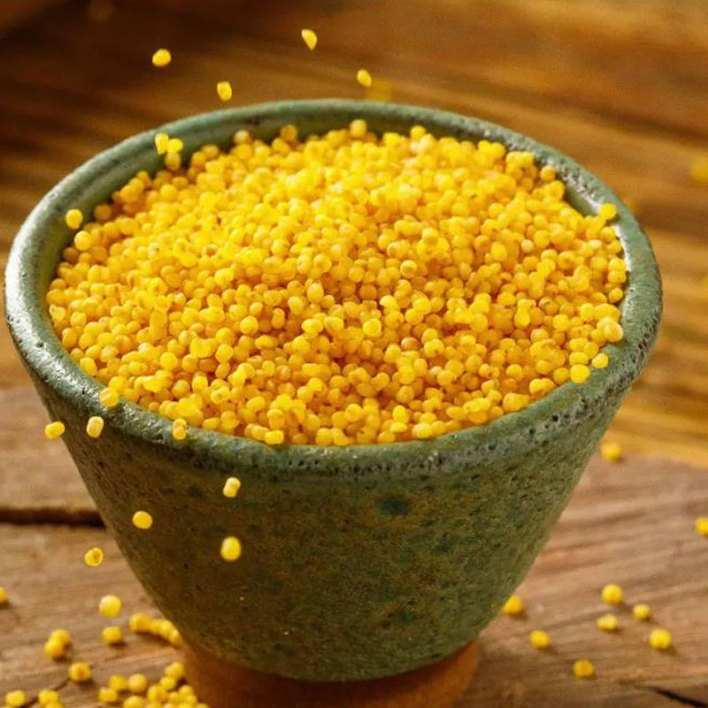 孙系农品朝阳有机 绿袋小米10斤装 小米粥