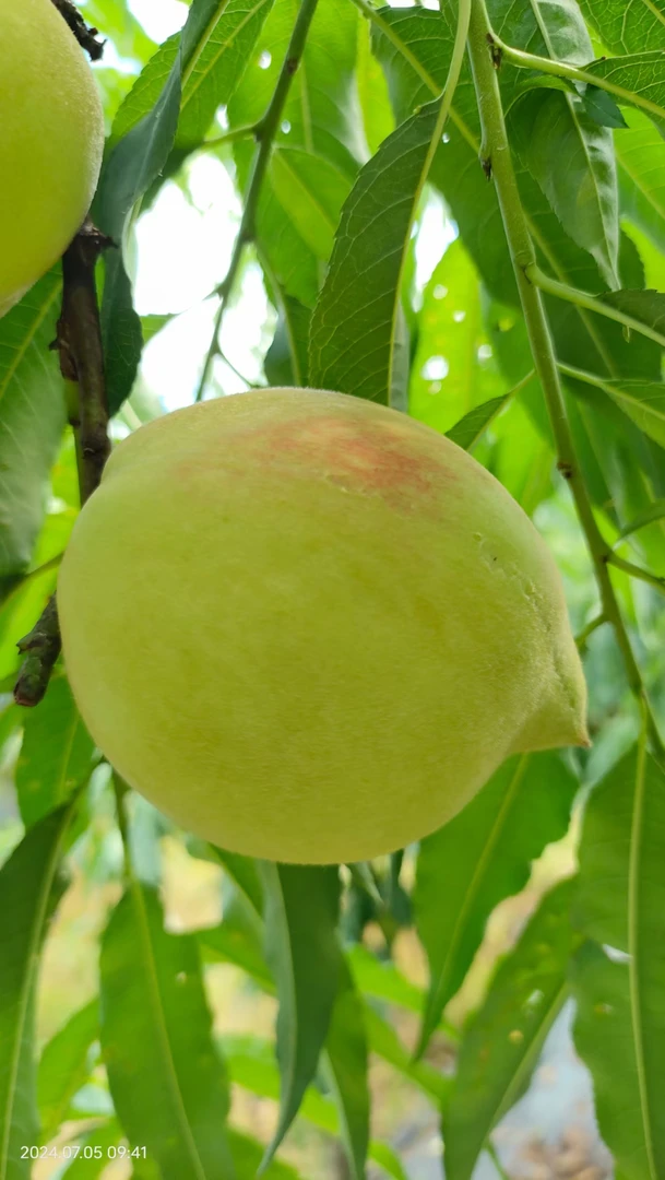 翁源正宗鹰嘴桃清甜爽脆包邮到家