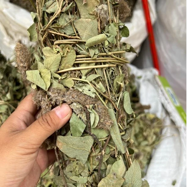 精选农家干货狸尾草250g/500g