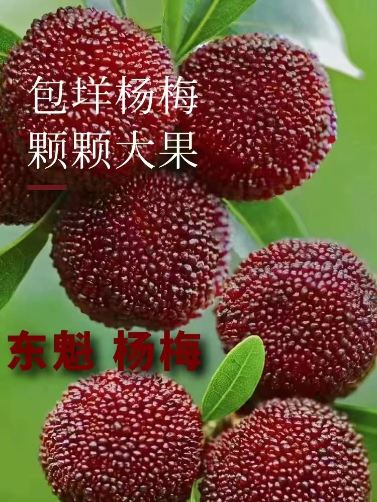 【现摘现发】【东魁大杨梅】【中果】顺丰冷链空运