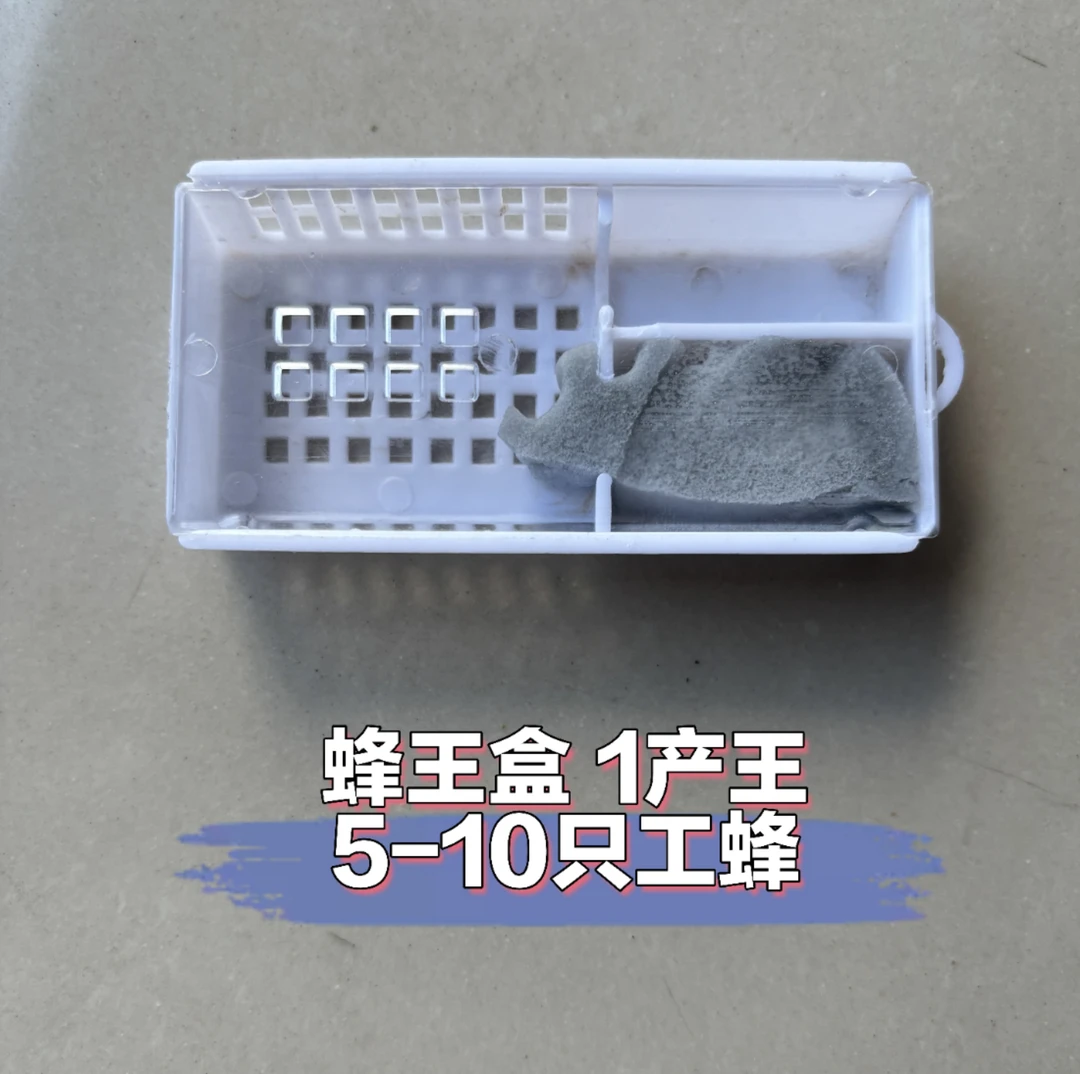 高产蜂王盒 【1产王 】双色 红环 阿坝 本地 下单备注